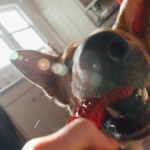 Логичный подход к изучению слота The Dog House - обзор игры