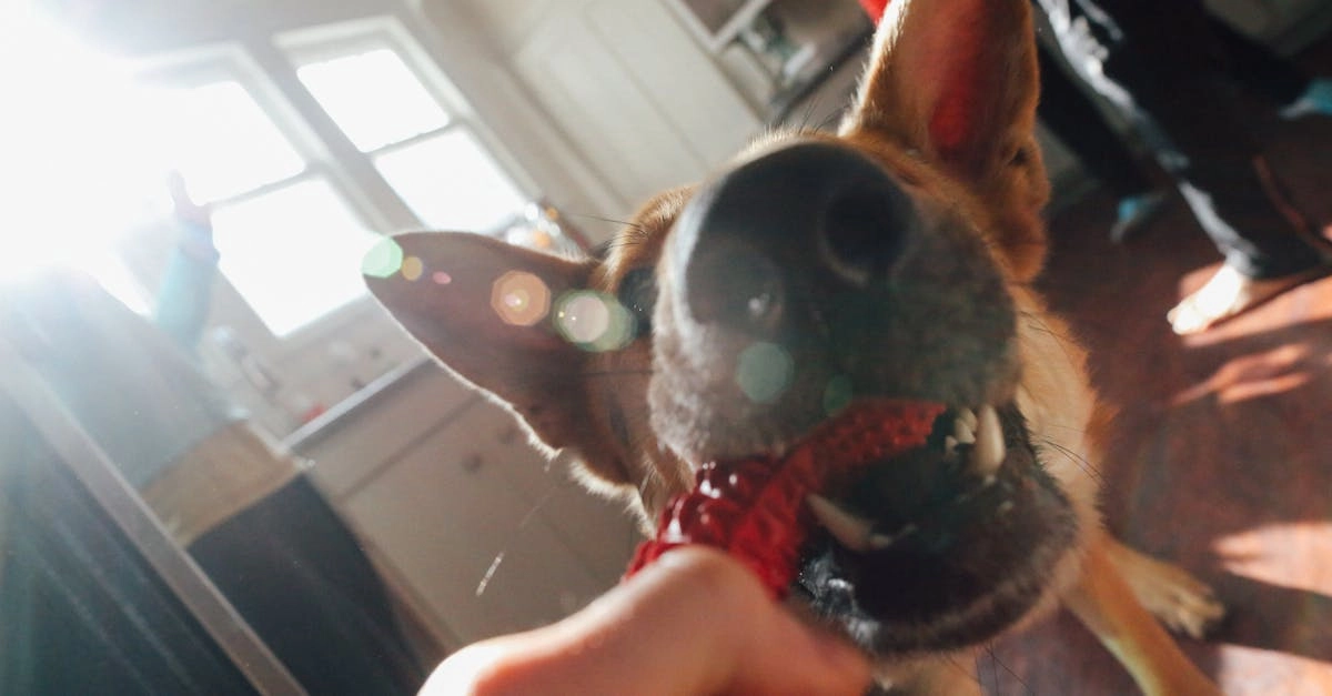 Логичный подход к изучению слота The Dog House - обзор игры